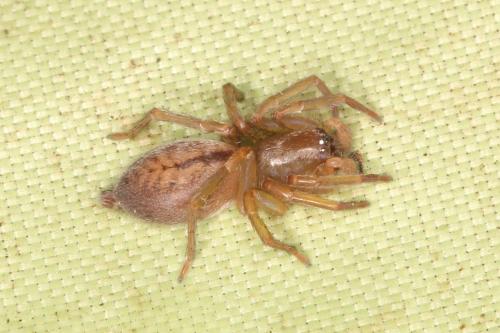 Clubiona sp.